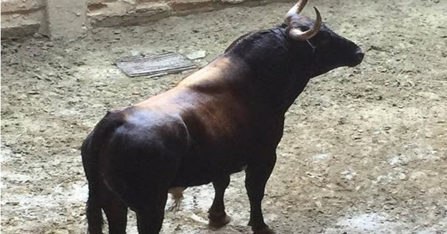 TORO DE COLOMBIANO