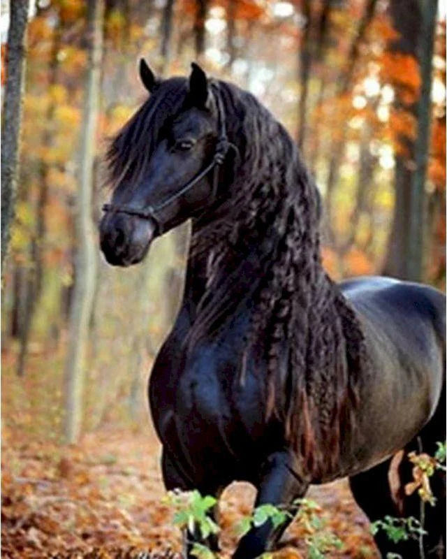 PASO FINO COLOMBIAN BREED / CABALLO PASO FINO COLOMBIANO