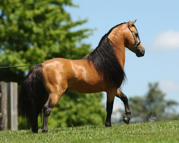 PASO FINO COLOMBIAN BREED / CABALLO PASO FINO COLOMBIANO