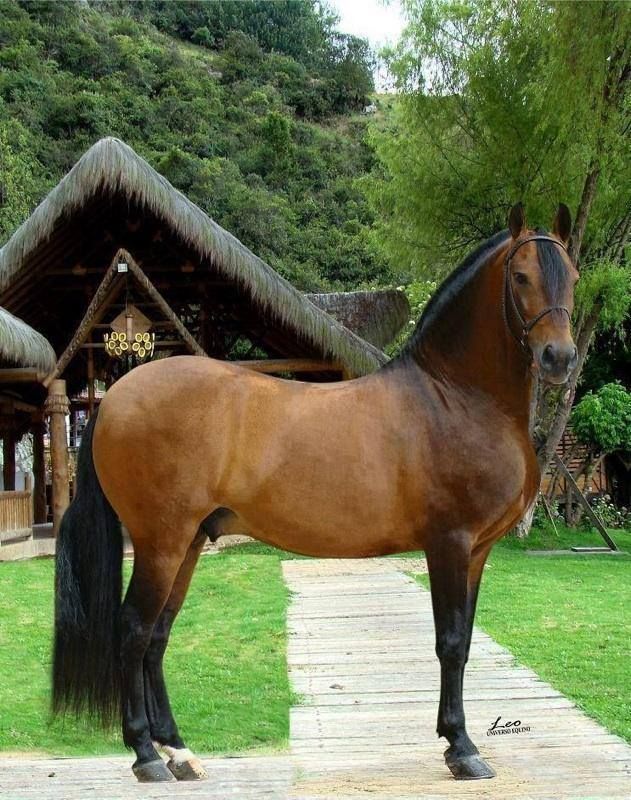 PASO FINO COLOMBIAN BREED / CABALLO PASO FINO COLOMBIANO