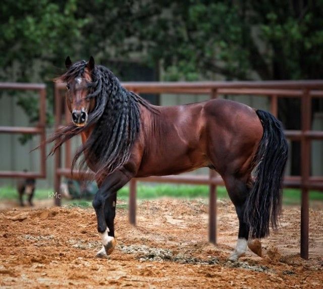 PASO FINO COLOMBIAN BREED / CABALLO PASO FINO COLOMBIANO