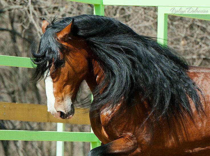 PASO FINO COLOMBIAN BREED / CABALLO PASO FINO COLOMBIANO