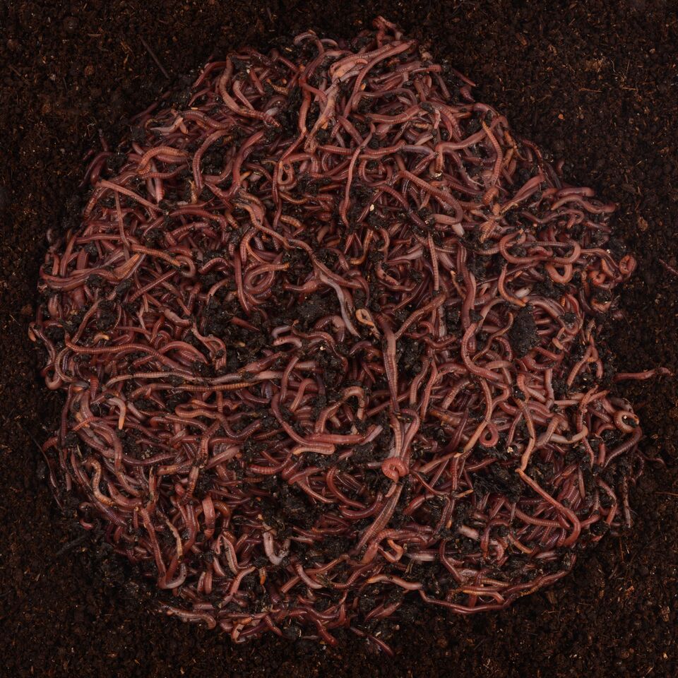 BLOOD WORM FARM / LOMBRIZ PARA TERRENO