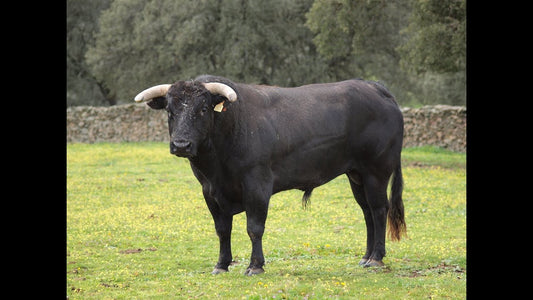 TORO DE COLOMBIANO